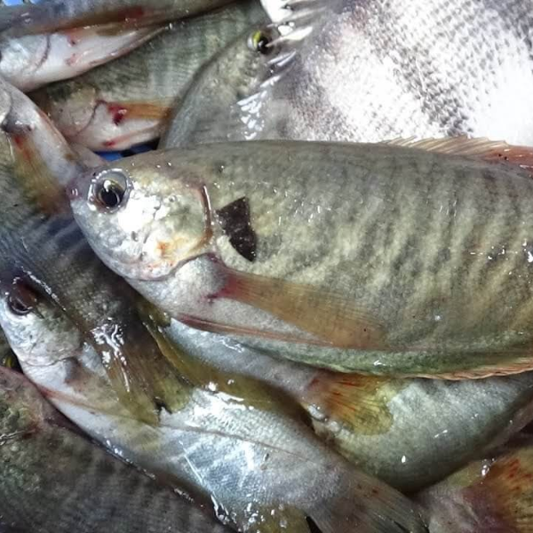 Khô cá sặc rằn giá sỉ 