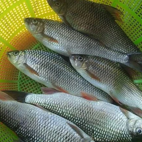 Cá mát Nghệ An giá sỉ