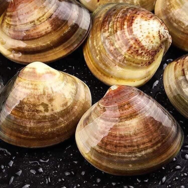 Ngao vàng giá sỉ