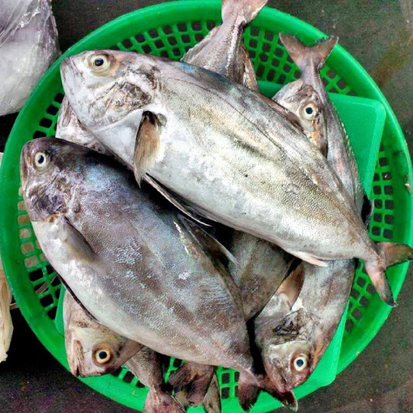 Cá bè cu giá sỉ 