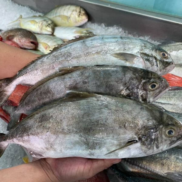 Cá bè cu giá sỉ