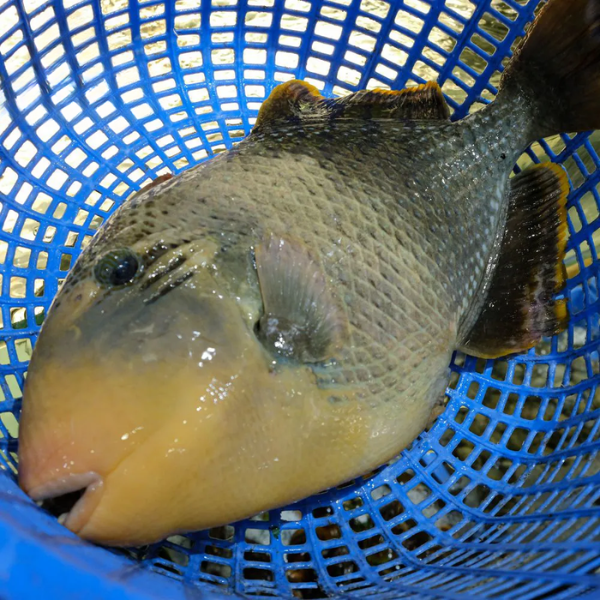 cá bò giáp giá sỉ