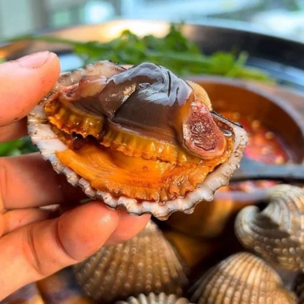 sò huyết cồ giá sỉ