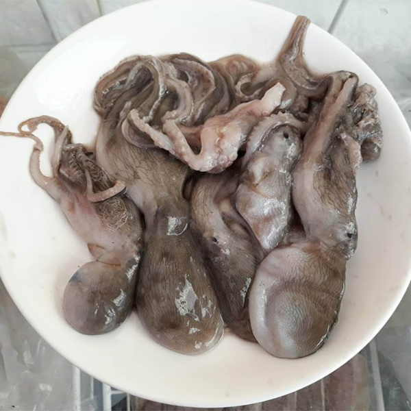 Bạch tuộc baby