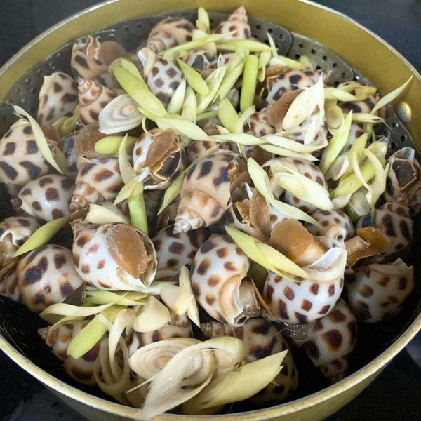 Ốc Hương giá sỉ