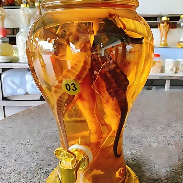 Cá ngựa khô giá sỉ 