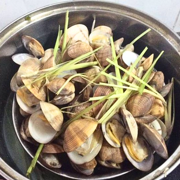 Sò sữa giá sỉ