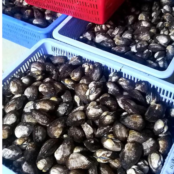 Vựa bán Sò lông nhung