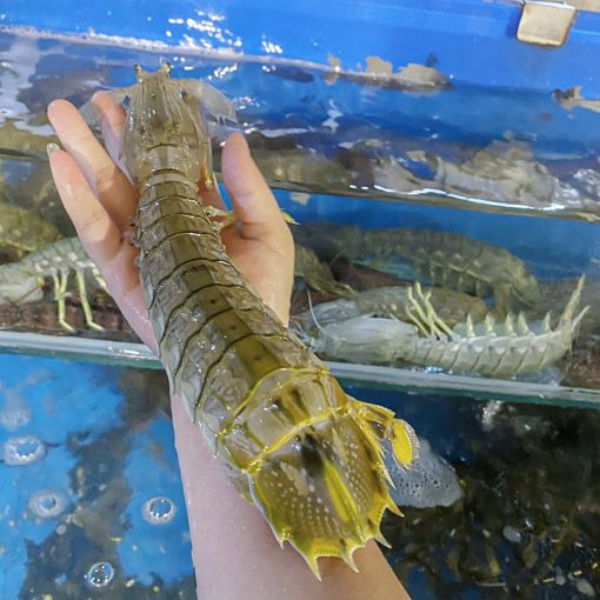 Bề Bề Chúa giá sỉ chất lượng
