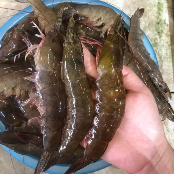 Tôm rảo chất lượng
