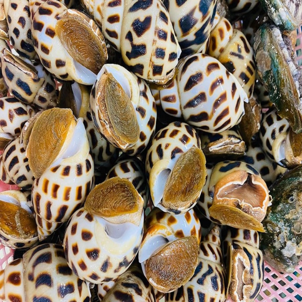 Ốc hương sữa giá sỉ