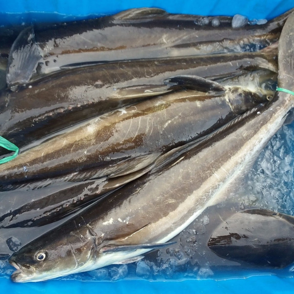 Cá bóp biển tự nhiên giá sỉ