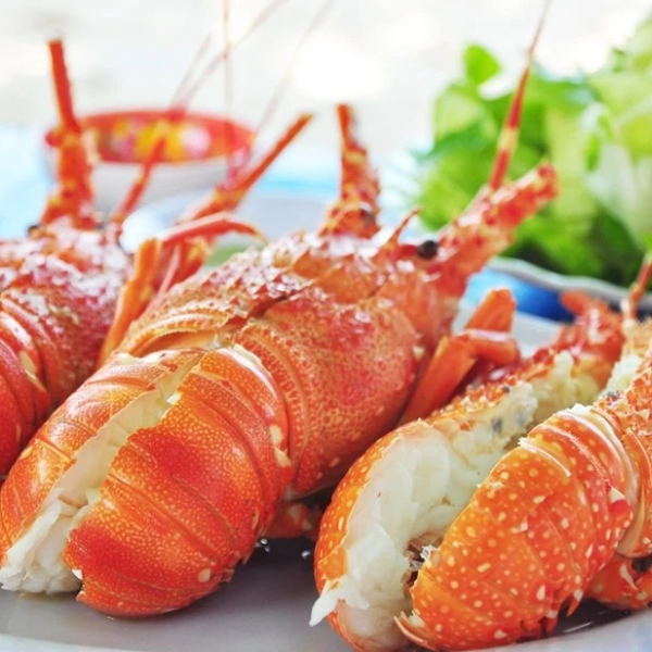 Tôm hùm đỏ giá sỉ